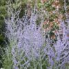 Perovskia Blue Spire - 2L