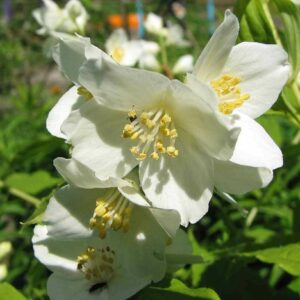 Philadelphus Lemoinei