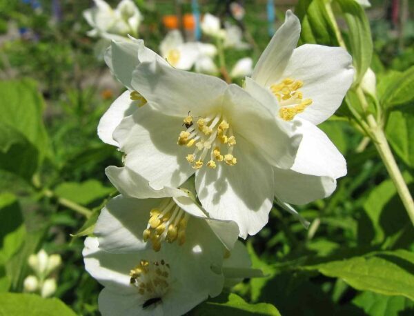 Philadelphus Lemoinei
