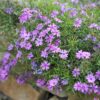 Phlox Purple Beauty - 2L