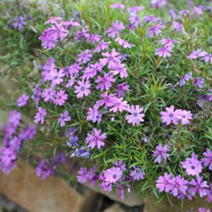 Phlox Purple Beauty