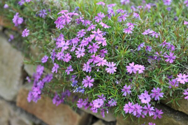 Phlox Purple Beauty