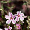 Phlox Candy Stripe - 2L