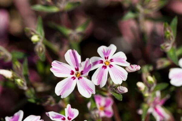 Phlox Candy Stripe