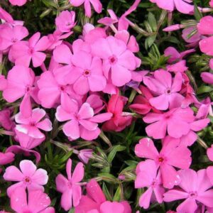 Phlox McDaniels Cushion