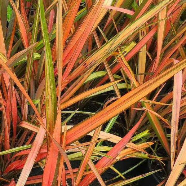 Phormium Apricot Queen