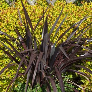 Phormium Black Adder