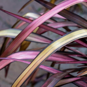 Phormium Evening Glow