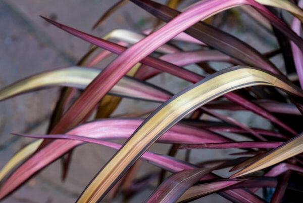 Phormium Evening Glow
