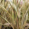 Phormium Golden Ray - 3L
