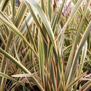 Phormium Golden Ray