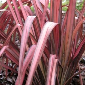 Phormium Pink Panther