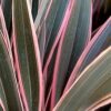 Phormium Pink Stripe - 3L