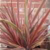 Phormium Sundowner - 3L