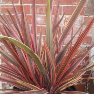 Phormium Sundowner