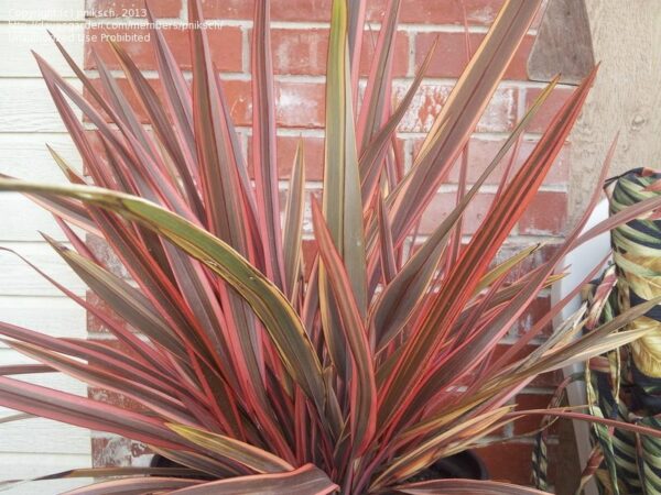 Phormium Sundowner