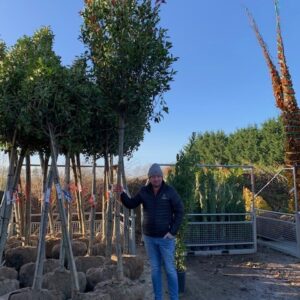 Photinia Red Robin Standards