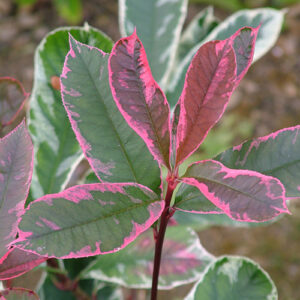 Photinia Pink Marble Cones