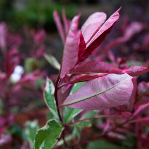 Photinia Pink Marble - 1/4 Standard