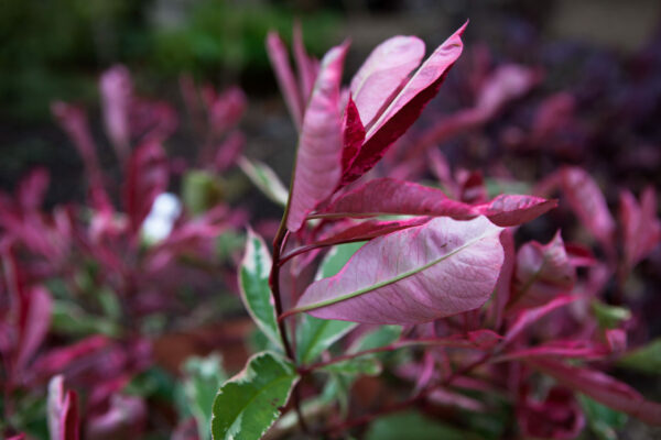 Photinia Pink Marble - 1/2 Standard