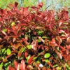 Photinia Red Robin Ball - 45L 70-80cm Ball