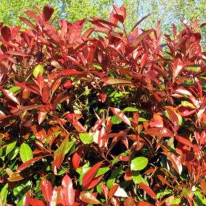 Photinia Red Robin Ball