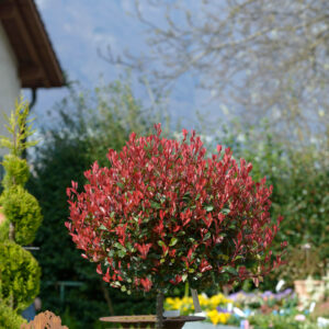 Photinia Red Robin - 1/2 Standards