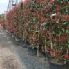 Photinia Red Robin Espalier - 45l 175cm H X 120cm W