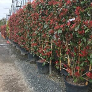 Photinia Red Robin Espalier