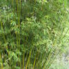 Phyllostachys aurea / Fish pole or Golden Bamboo - 30L 250-300cm