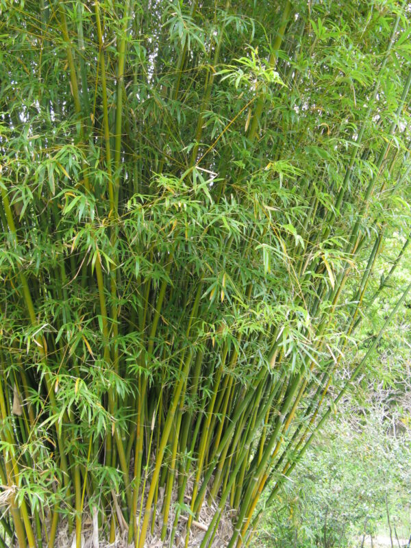 Phyllostachys aurea / Fish pole or Golden Bamboo