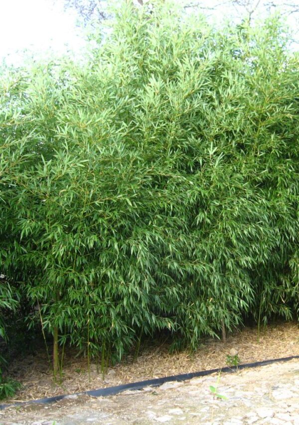 Phyllostachys bissetii