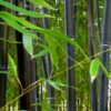 Black Bamboo / Phyllostachys Nigra - 10L 150cm+