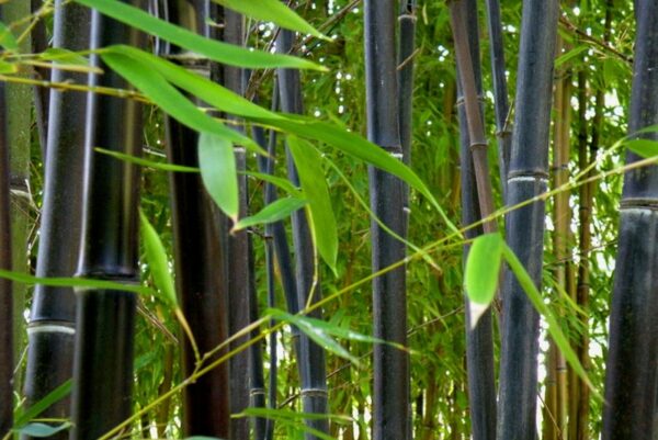 Black Bamboo / Phyllostachys Nigra