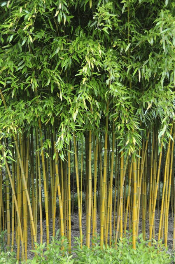 Phyllostachys aureos 'Spectabilis' / Bamboo Spectabilis