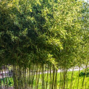 Phyllostachys Sulphurea Viridis