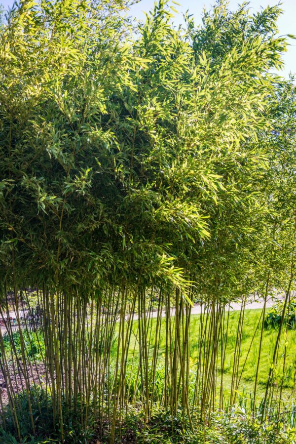 Phyllostachys Sulphurea Viridis