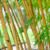 Phyllostachys vivax ‘Aureocaulis’ - 35L 3metre +