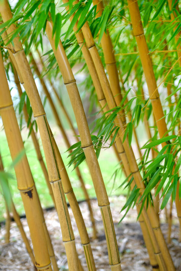 Phyllostachys vivax ‘Aureocaulis’
