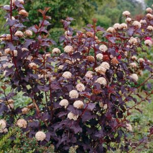 Physocarpus opulifolius 'Diable D'Or'