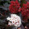 Physocarpus opulifolius Red Baron - 7.5L