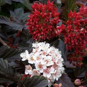Physocarpus opulifolius Red Baron
