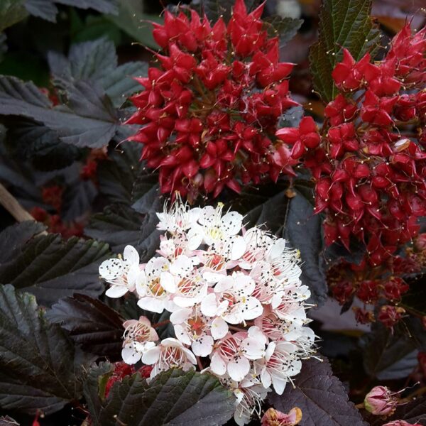 Physocarpus opulifolius Red Baron