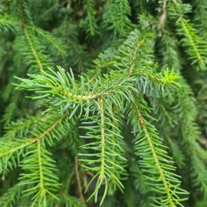 Picea abies