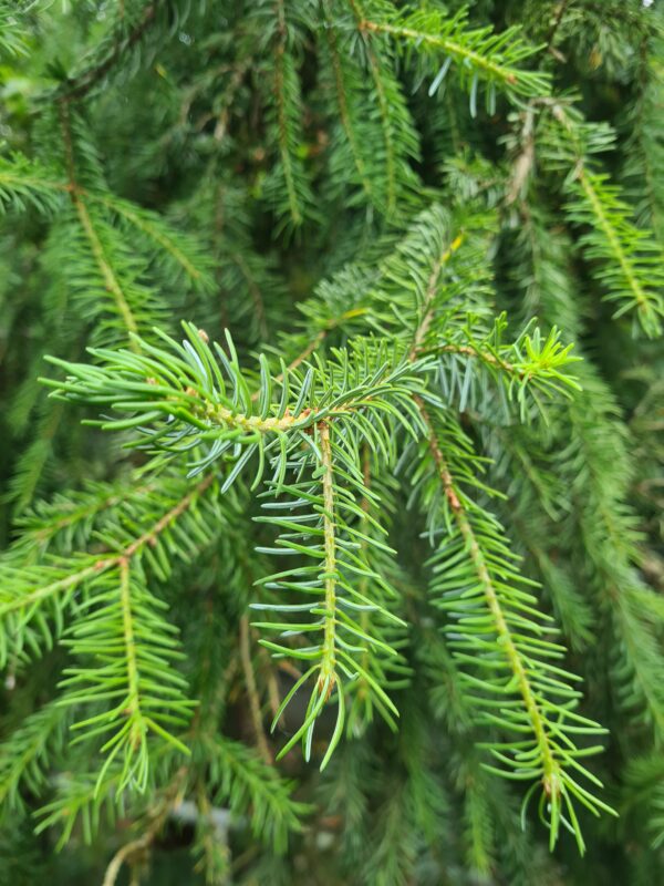 Picea abies
