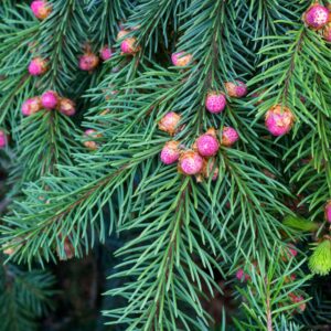 Picea abies 'Acrocona'
