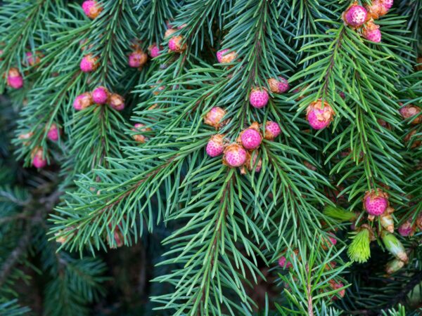 Picea abies 'Acrocona'