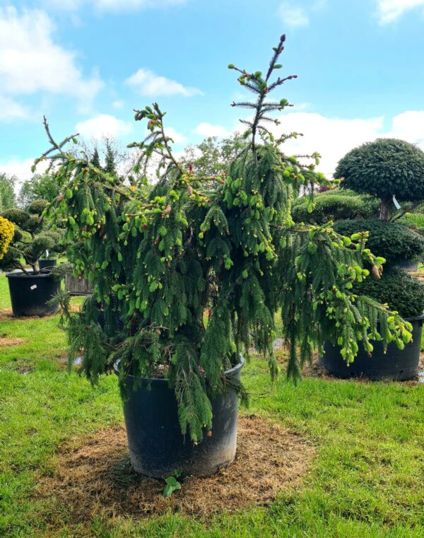 Picea abies 'Acrocona' - Image 2