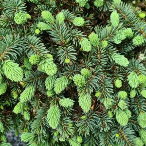 Picea pungens 'Waldbrunn'
