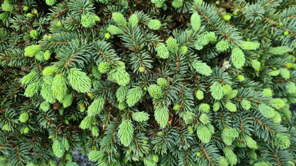 Picea pungens 'Waldbrunn'